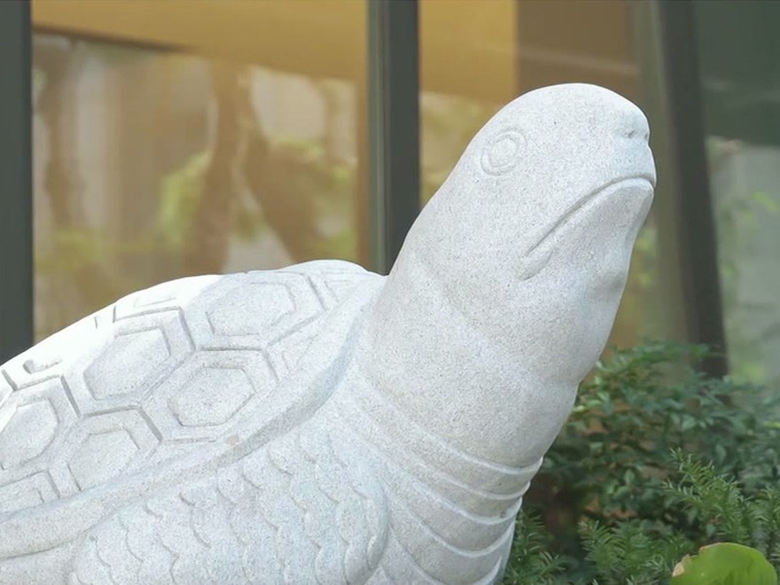 Stone turtle sculpture in the hospital garden